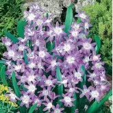 Bulbi chionodoxa Luciliae Gigantea, 25 bulbi