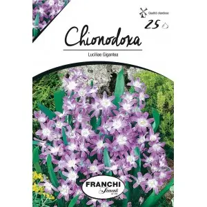 Bulbi chionodoxa Luciliae Gigantea, 25 bulbi