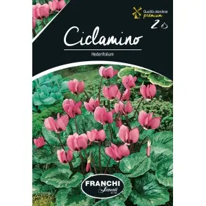 Bulbi ciclamen Hederifolium, 2 bulbi