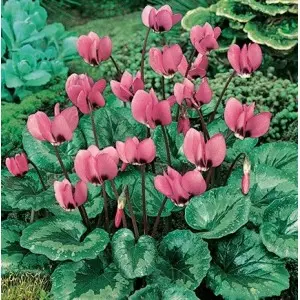 Bulbi ciclamen Hederifolium, 2 bulbi