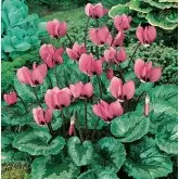 Bulbi ciclamen Hederifolium, 2 bulbi
