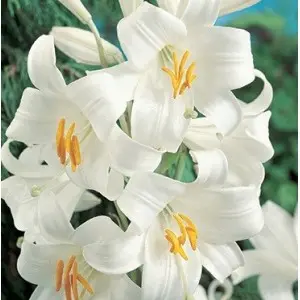Bulbi crin Candidum,1 bulb