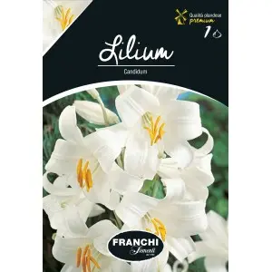 Bulbi crin Candidum,1 bulb
