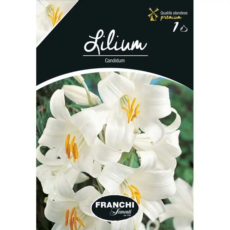 Bulbi crin Candidum,1 bulb