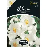 Bulbi crin Candidum,1 bulb