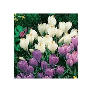 Bulbi crocus (branduse) grandiflora Blu-White, 10 bulbi