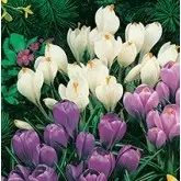 Bulbi crocus (branduse) grandiflora Blu-White, 10 bulbi
