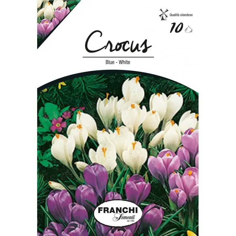 Bulbi crocus (branduse) grandiflora Blu-White, 10 bulbi