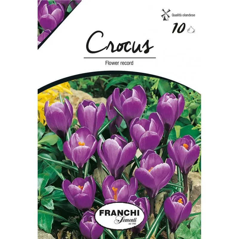 Bulbi crocus Grandiflora Flower Record (branduse), 10 bulbi