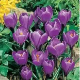Bulbi crocus Grandiflora Flower Record (branduse), 10 bulbi