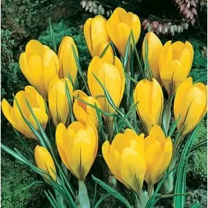 Bulbi crocus Grandiflora Golden Yellow (branduse), 10 bulbi