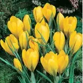 Bulbi crocus Grandiflora Golden Yellow (branduse), 10 bulbi