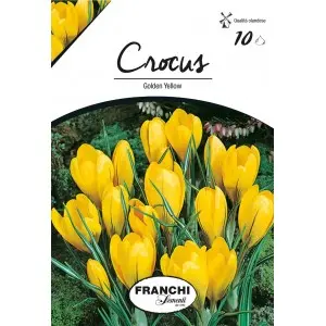 Bulbi crocus Grandiflora Golden Yellow (branduse), 10 bulbi