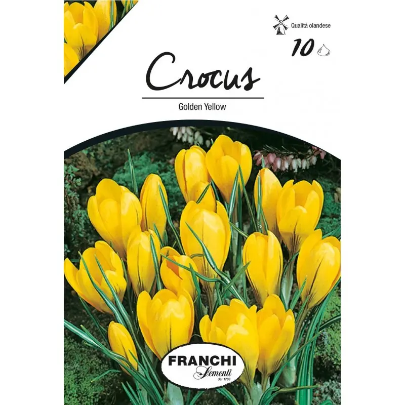 Bulbi crocus Grandiflora Golden Yellow (branduse), 10 bulbi