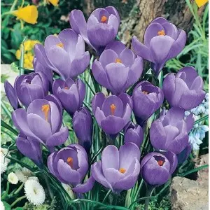 Bulbi crocus Grandiflora Gran Maitre (branduse), 10 bulbi