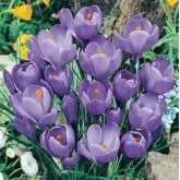 Bulbi crocus Grandiflora Gran Maitre (branduse), 10 bulbi