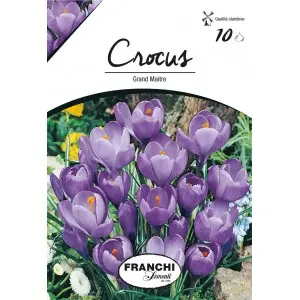 Bulbi crocus Grandiflora Gran Maitre (branduse), 10 bulbi