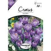 Bulbi crocus Grandiflora Gran Maitre (branduse), 10 bulbi