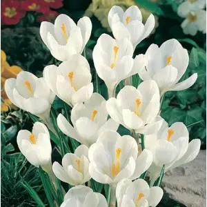 Bulbi crocus Grandiflora Jeanne D'arc (branduse), 10 bulbi