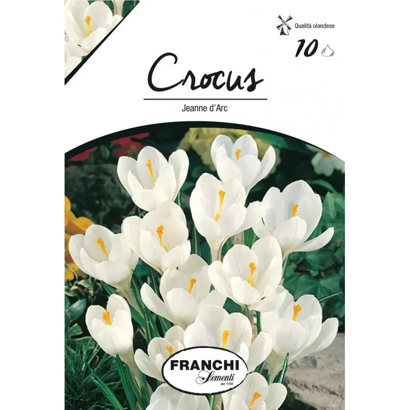 Bulbi crocus Grandiflora Jeanne D'arc (branduse), 10 bulbi