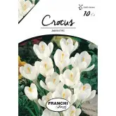 Bulbi crocus Grandiflora Jeanne D'arc (branduse), 10 bulbi