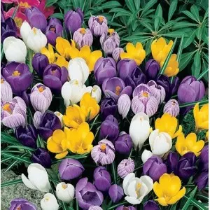 Bulbi crocus Grandiflora Large Flowering mix (branduse), 10 bulbi Bulbi crocus Grandiflora Large Flowering mix (branduse), 10 bulbi