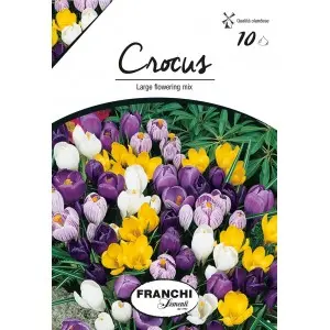 Bulbi crocus Grandiflora Large Flowering mix (branduse), 10 bulbi