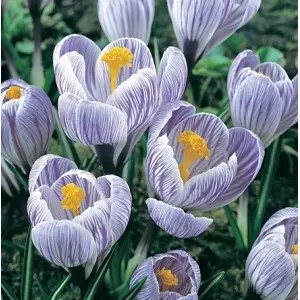 Bulbi crocus Grandiflora Pickwick (branduse), 10 bulbi Bulbi crocus Grandiflora Pickwick (branduse), 10 bulbi