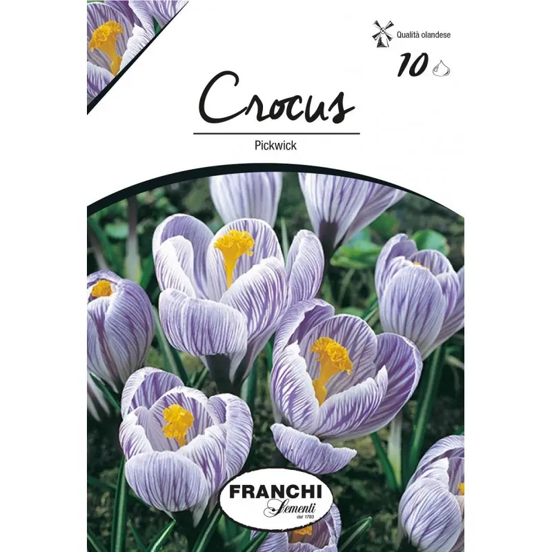 Bulbi crocus Grandiflora Pickwick (branduse), 10 bulbi