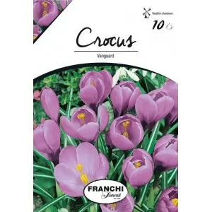 Bulbi crocus Grandiflora Vanguard (branduse), 10 bulbi