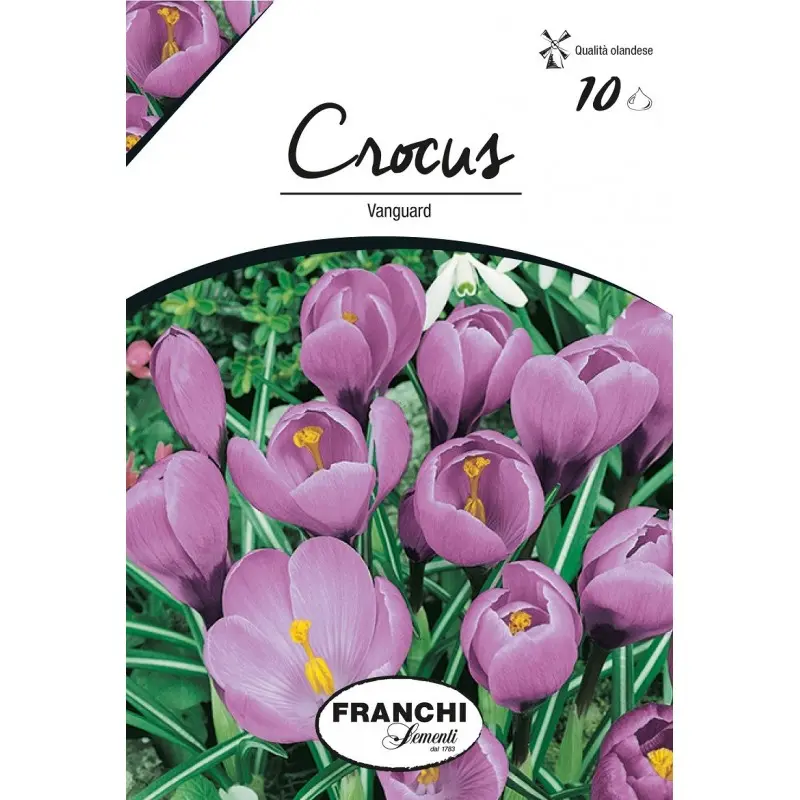 Bulbi crocus Grandiflora Vanguard (branduse), 10 bulbi