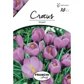 Bulbi crocus Grandiflora Vanguard (branduse), 10 bulbi