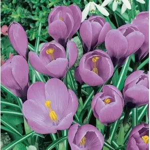 Bulbi crocus Grandiflora Vanguard (branduse), 10 bulbi Bulbi crocus Grandiflora Vanguard (branduse), 10 bulbi