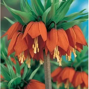 Bulbi fritillaria Aurora, 1 bulb Bulbi fritillaria Aurora, 1 bulb