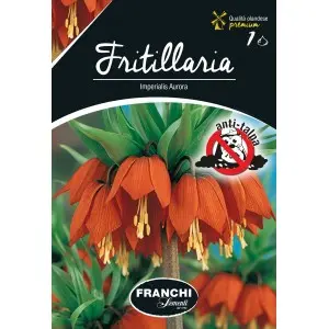 Bulbi fritillaria Aurora, 1 bulb