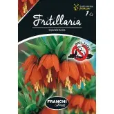 Bulbi fritillaria Aurora, 1 bulb