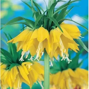 Bulbi fritillaria Imperialis Lutea, 1 bulb Bulbi fritillaria Imperialis Lutea, 1 bulb
