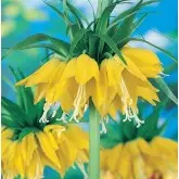 Bulbi fritillaria Imperialis Lutea, 1 bulb