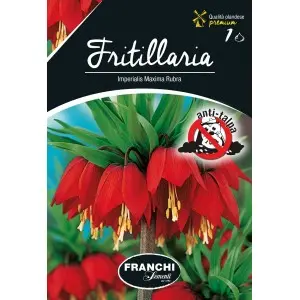 Bulbi fritillaria Maxima Rubra, 1 bulb