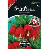 Bulbi fritillaria Maxima Rubra, 1 bulb