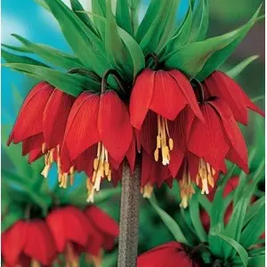 Bulbi fritillaria Maxima Rubra, 1 bulb Bulbi fritillaria Maxima Rubra, 1 bulb