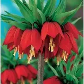 Bulbi fritillaria Maxima Rubra, 1 bulb