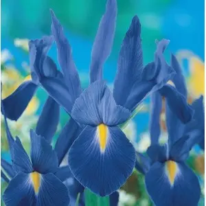 Bulbi iris Hollandica Blue, 25 bulbi Bulbi iris Hollandica Blue, 25 bulbi