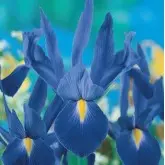 Bulbi iris Hollandica Blue, 25 bulbi