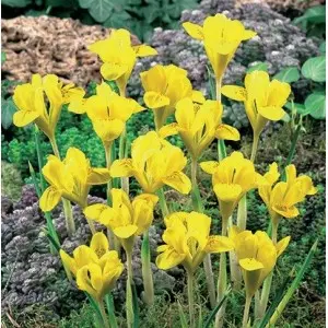 Bulbi iris Hollandica Danfordiae, 15 bulbi Bulbi iris Hollandica Danfordiae, 15 bulbi