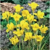 Bulbi iris Hollandica Danfordiae, 15 bulbi
