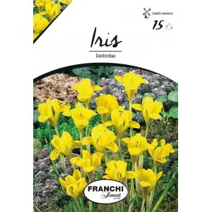Bulbi iris Hollandica Danfordiae, 15 bulbi