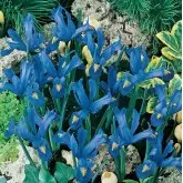 Bulbi iris Hollandica Harmony, 15 bulbi