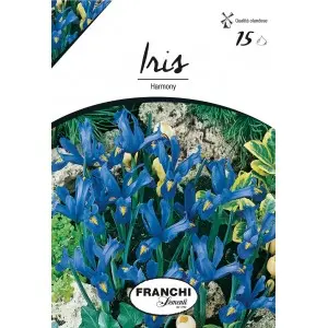 Bulbi iris Hollandica Harmony, 15 bulbi