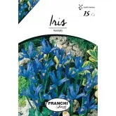 Bulbi iris Hollandica Harmony, 15 bulbi